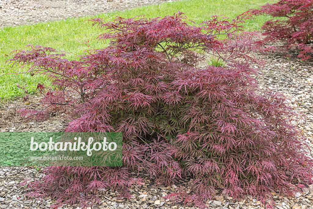 638012 - Japanese maple (Acer palmatum 'Red Pygmy')