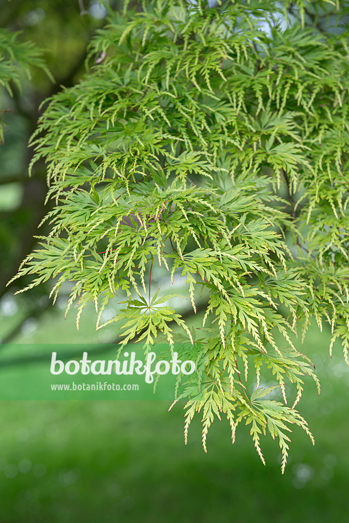 651017 - Japanese maple (Acer palmatum 'Seiryû')