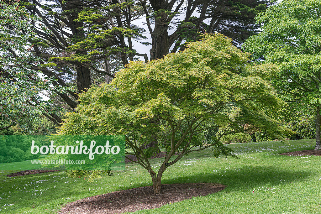 651018 - Japanese maple (Acer palmatum 'Seiryû')
