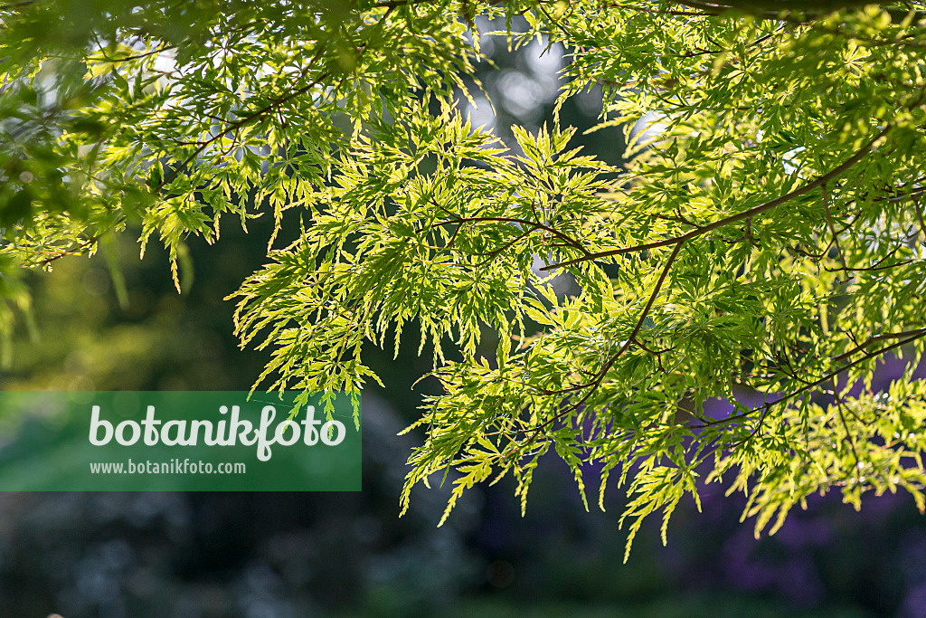 651019 - Japanese maple (Acer palmatum 'Seiryû')