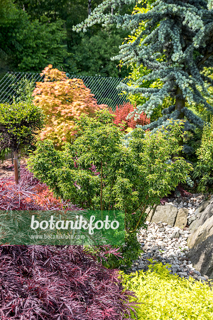 651020 - Japanese maple (Acer palmatum 'Shishigashira')