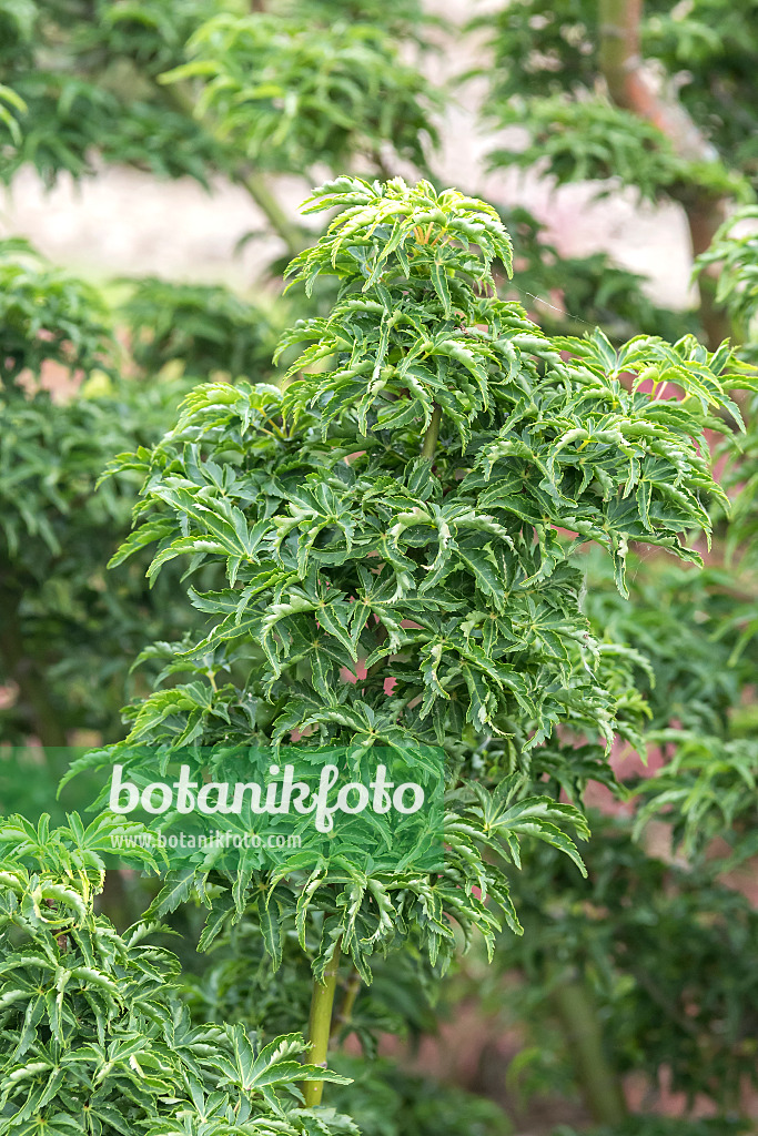 651021 - Japanese maple (Acer palmatum 'Shishigashira')