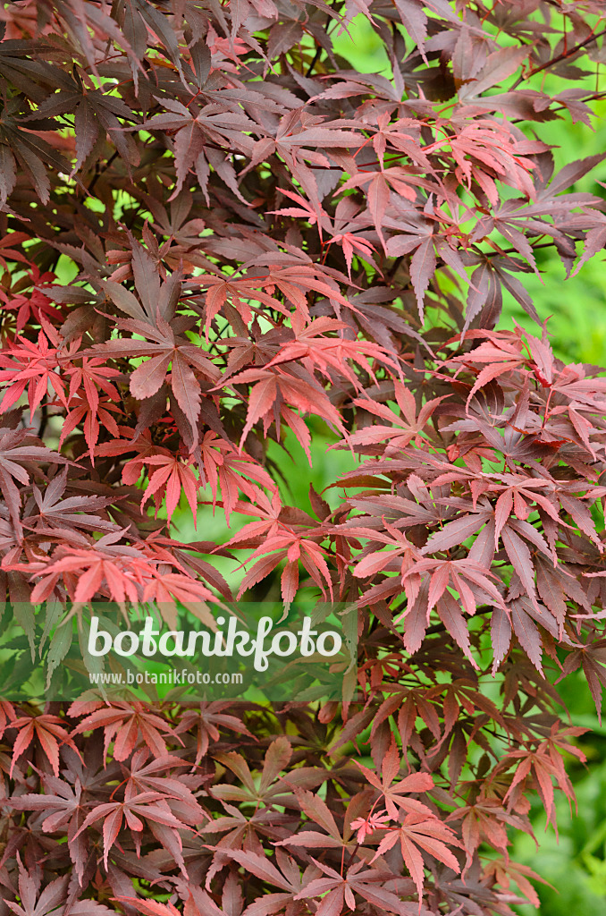 533321 - Japanese maple (Acer palmatum 'Skeeter's Broom')