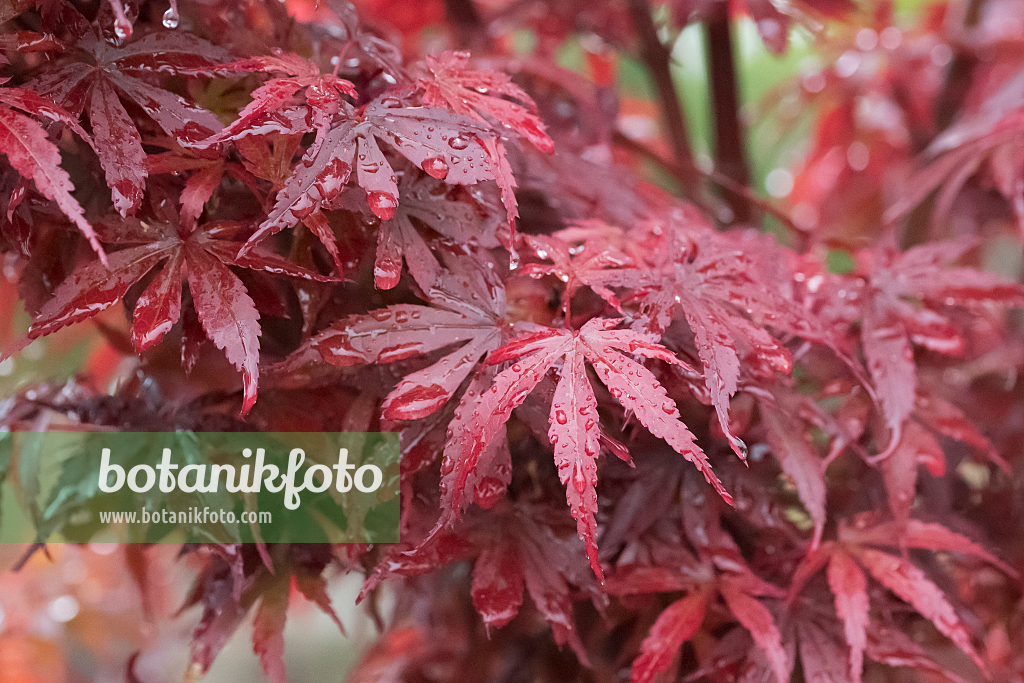 664009 - Japanese maple (Acer palmatum 'Skeeter's Broom')