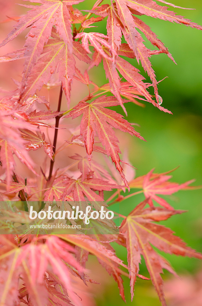 520381 - Japanese maple (Acer palmatum 'Wilson's Pink Dwarf')