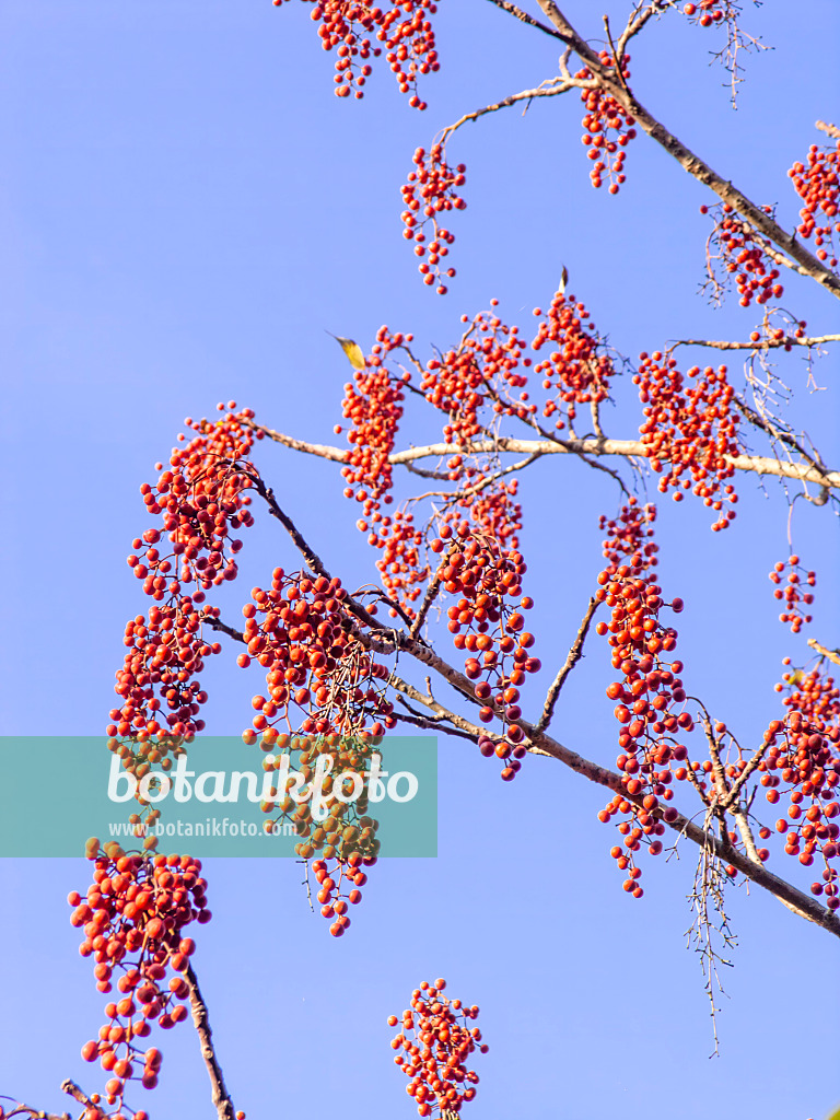 443083 - Japanese orange cherry (Idesia polycarpa)