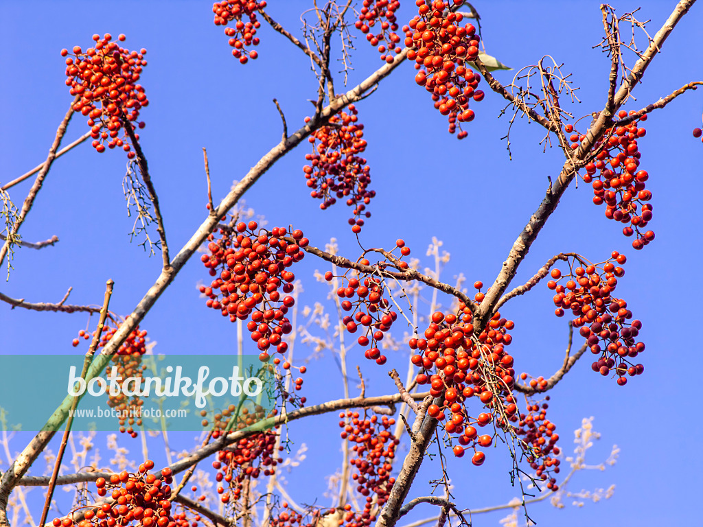 443084 - Japanese orange cherry (Idesia polycarpa)