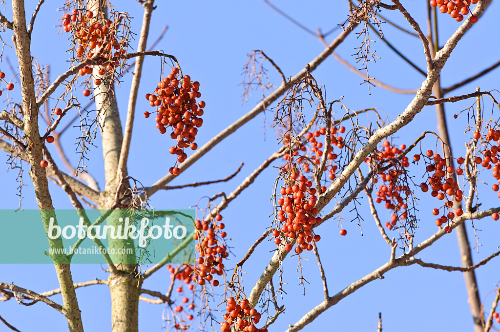 466092 - Japanese orange cherry (Idesia polycarpa)