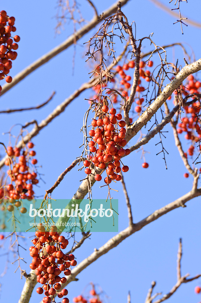 466093 - Japanese orange cherry (Idesia polycarpa)