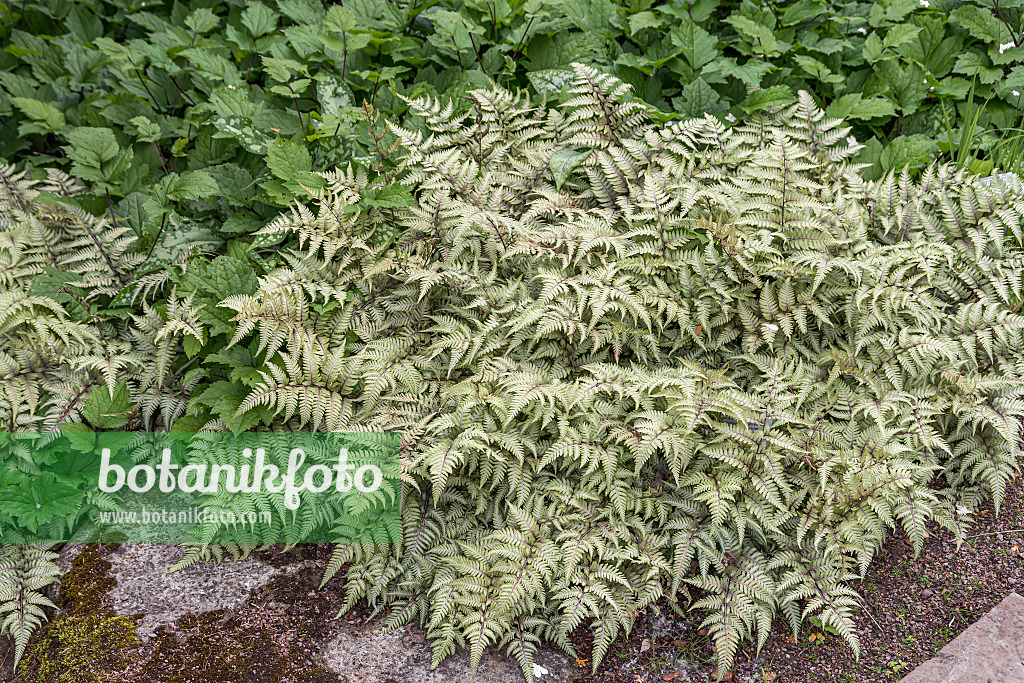 651098 - Japanese painted fern (Athyrium niponicum var. pictum)
