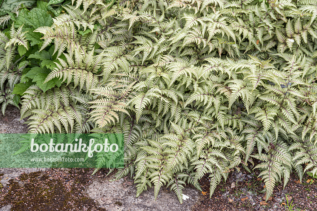 651099 - Japanese painted fern (Athyrium niponicum var. pictum)