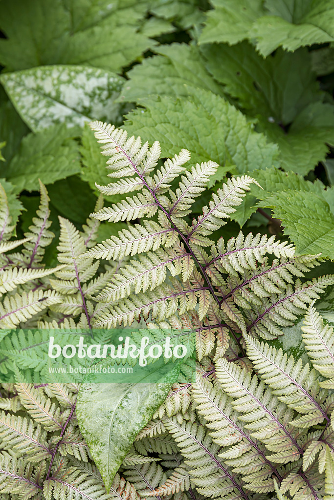 651100 - Japanese painted fern (Athyrium niponicum var. pictum)