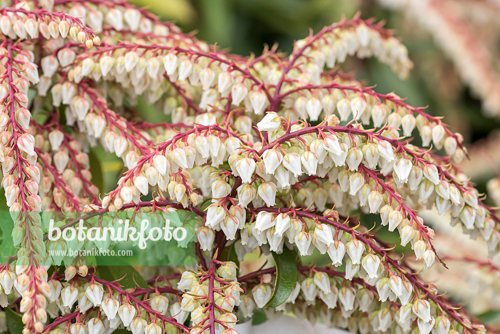 638182 - Japanese pieris (Pieris japonica 'Brouwers Beauty')
