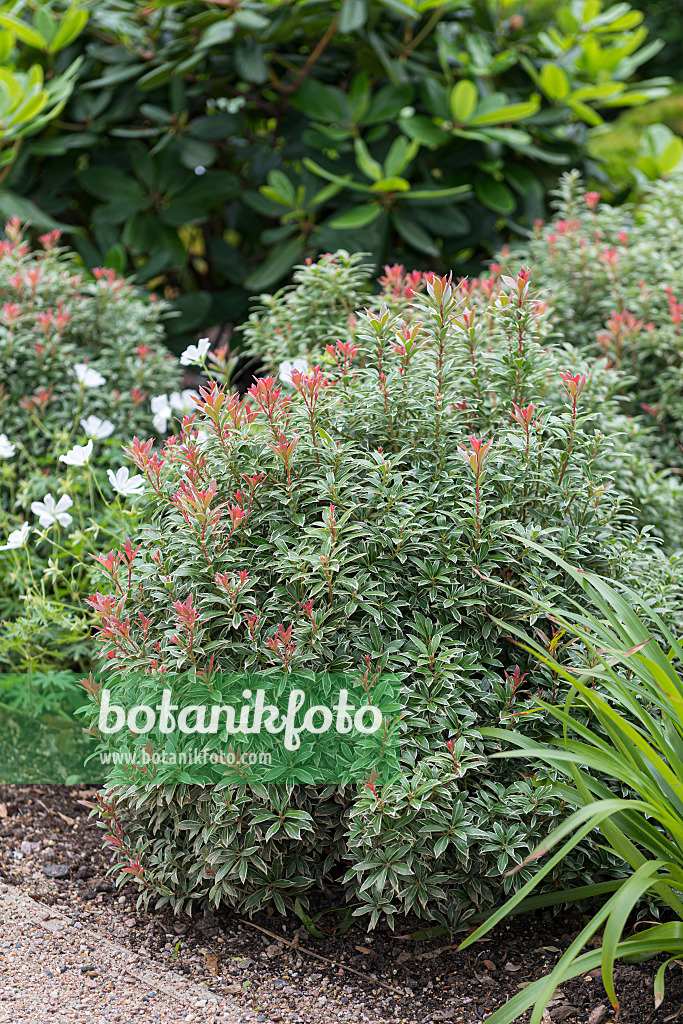 651433 - Japanese pieris (Pieris japonica 'Little Heath')