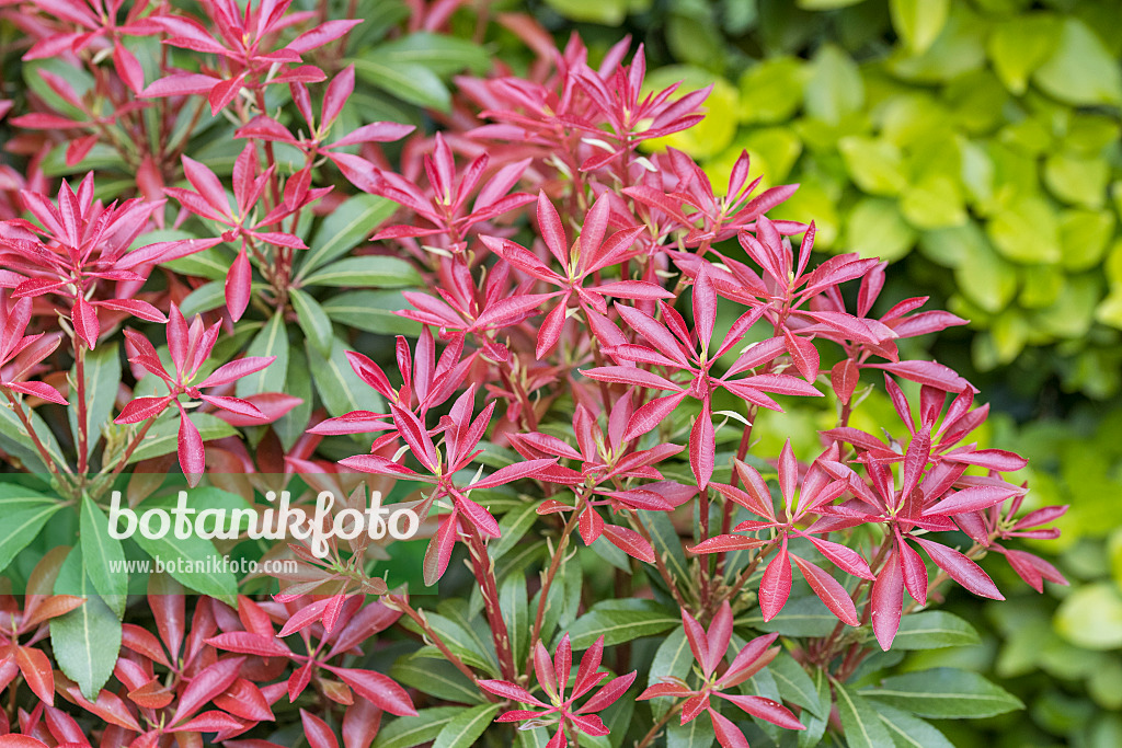 625313 - Japanese pieris (Pieris japonica 'Mountain Fire')