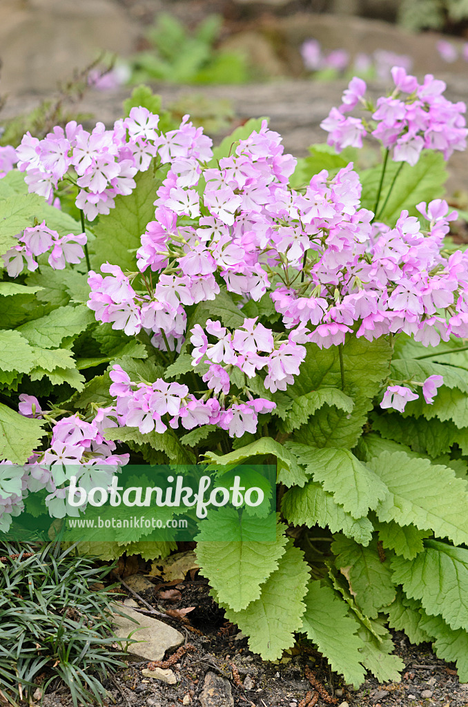 531134 - Japanese primrose (Primula sieboldii)