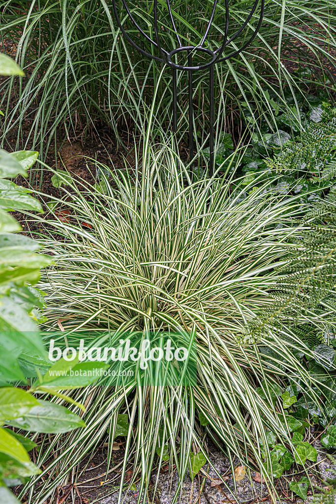 651143 - Japanese sedge (Carex oshimensis 'Evergold' syn. Carex hachijoensis 'Evergold')