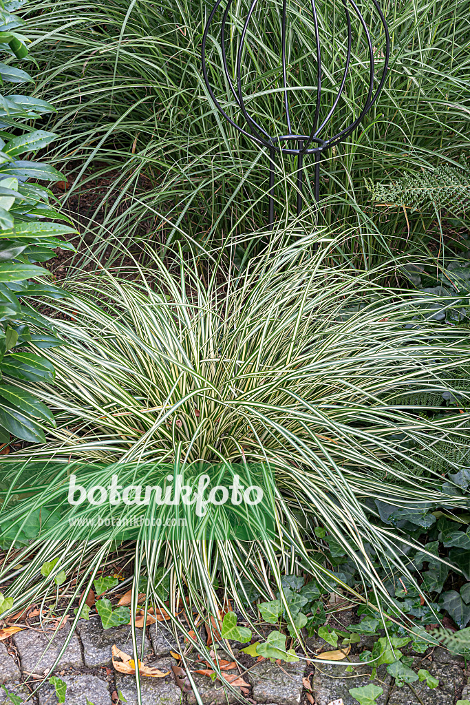 651144 - Japanese sedge (Carex oshimensis 'Evergold' syn. Carex hachijoensis 'Evergold')