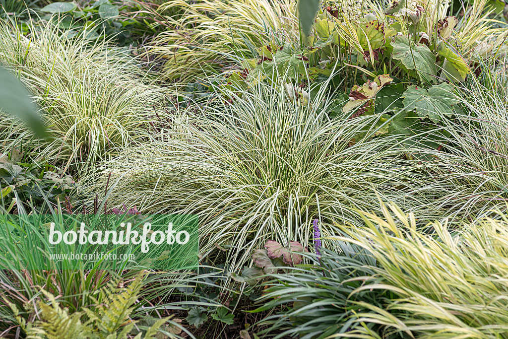 651145 - Japanese sedge (Carex oshimensis 'Evergold' syn. Carex hachijoensis 'Evergold')