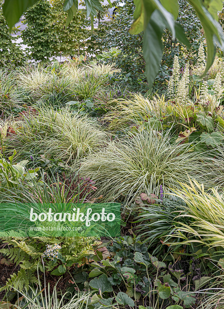 651146 - Japanese sedge (Carex oshimensis 'Evergold' syn. Carex hachijoensis 'Evergold')