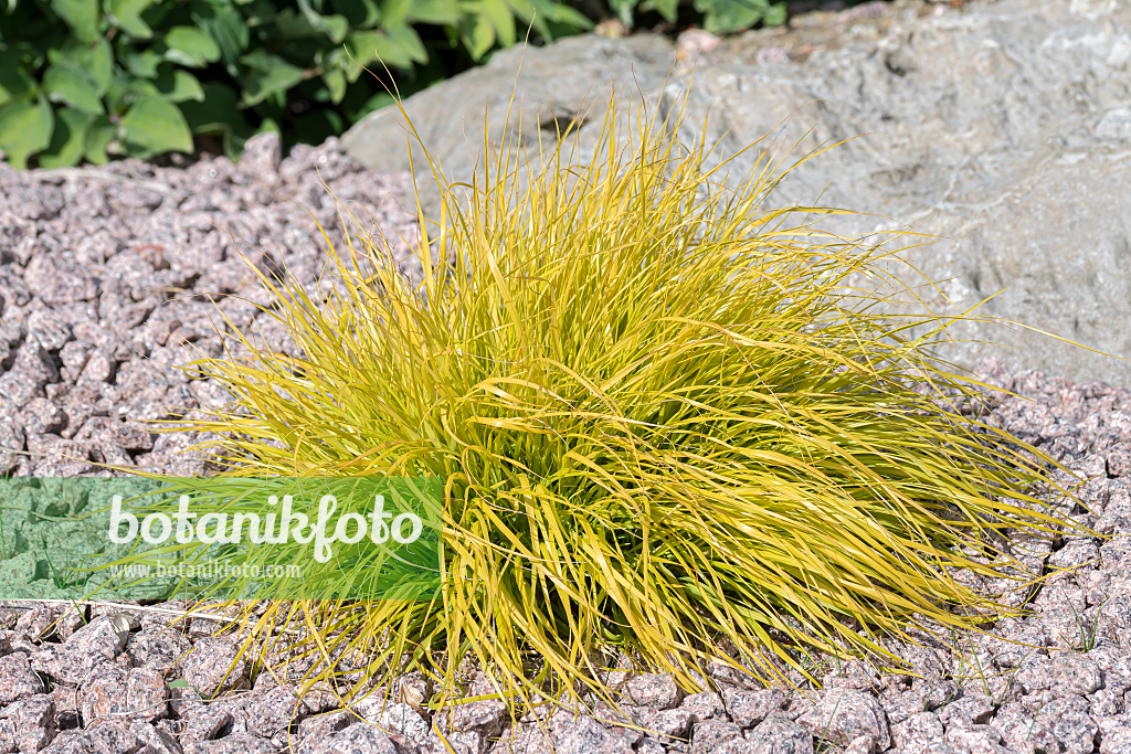 664062 - Japanese sedge (Carex oshimensis 'Everillo' syn. Carex hachijoensis 'Everillo')