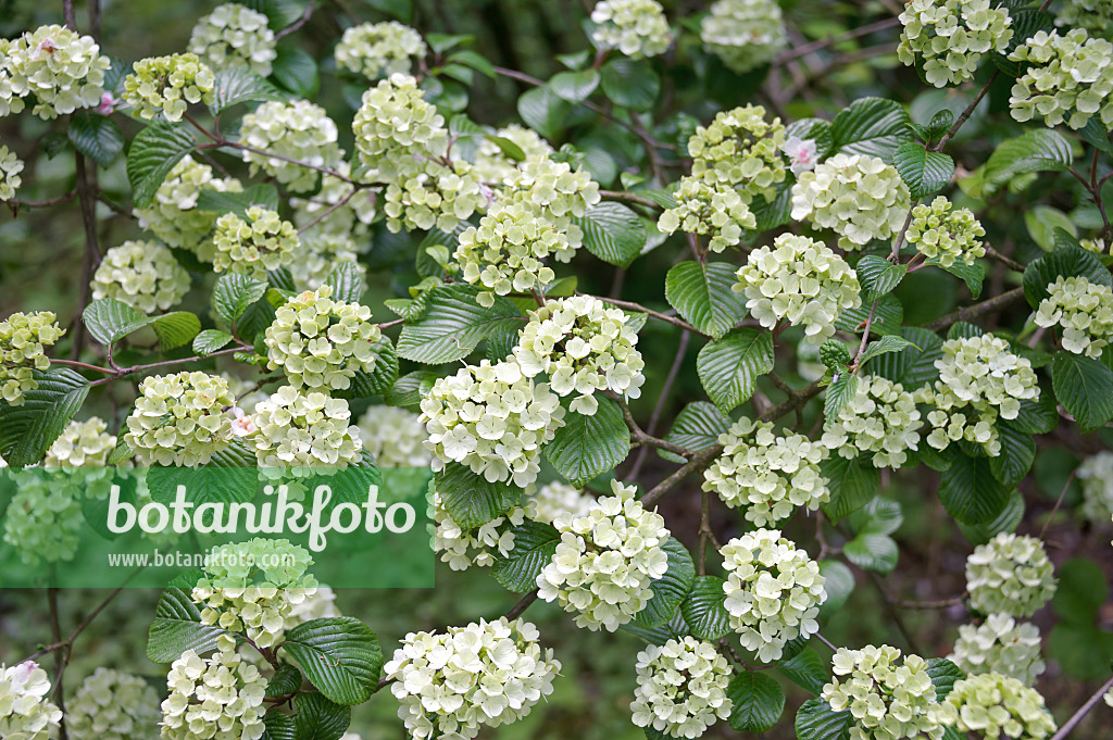 535331 - Japanese snowball (Viburnum plicatum)
