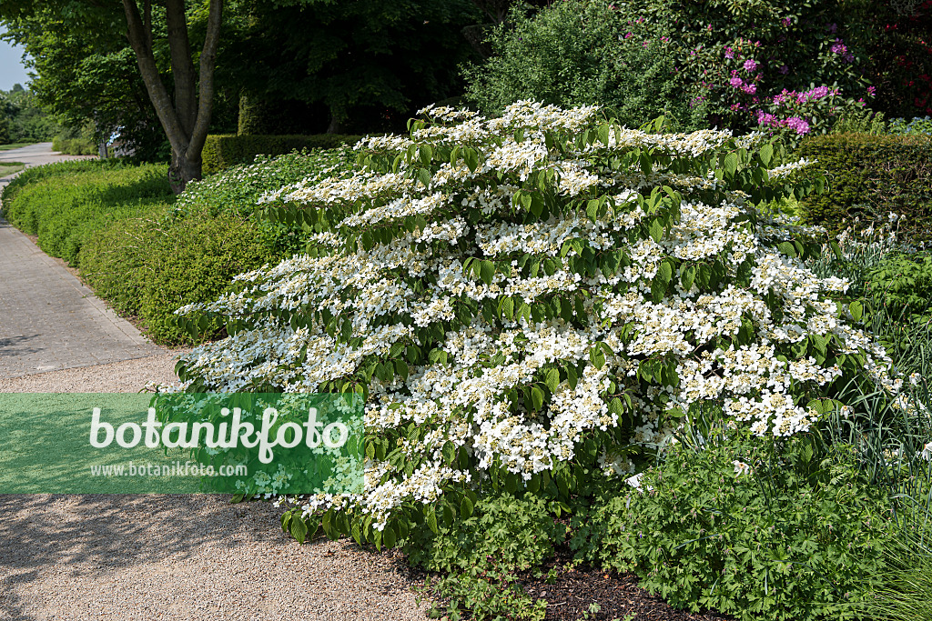651566 - Japanese snowball (Viburnum plicatum 'Mariesii')