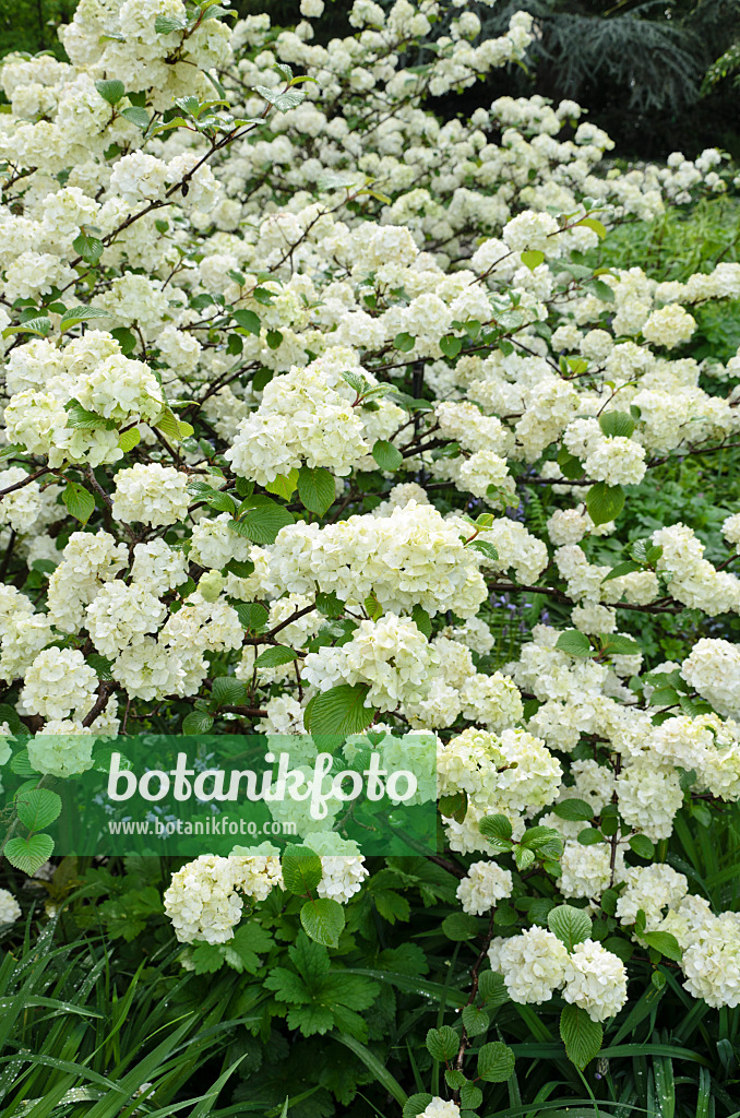 508074 - Japanese snowball (Viburnum plicatum 'Rotundifolium')