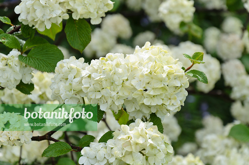 508075 - Japanese snowball (Viburnum plicatum 'Rotundifolium')
