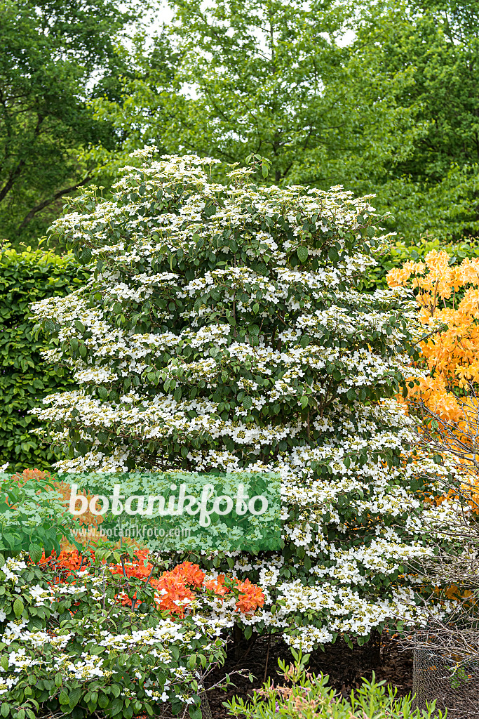 638376 - Japanese snowball (Viburnum plicatum 'Watanabe')