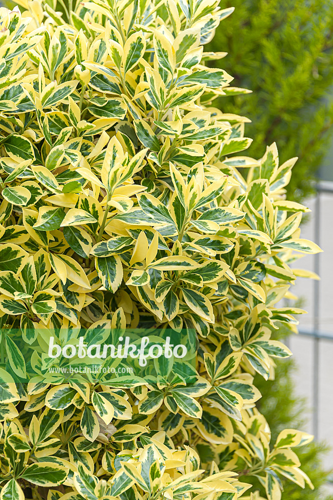 651250 - Japanese spindle tree (Euonymus japonicus 'Bravo')