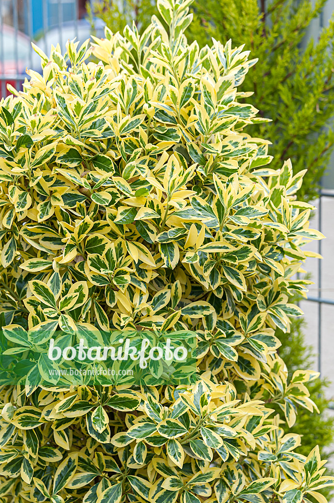 651251 - Japanese spindle tree (Euonymus japonicus 'Bravo')