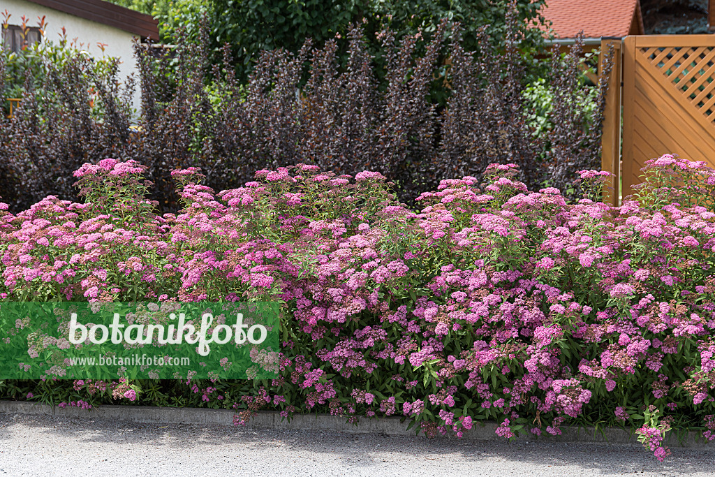 651532 - Japanese spiraea (Spiraea japonica 'Anthony Waterer')