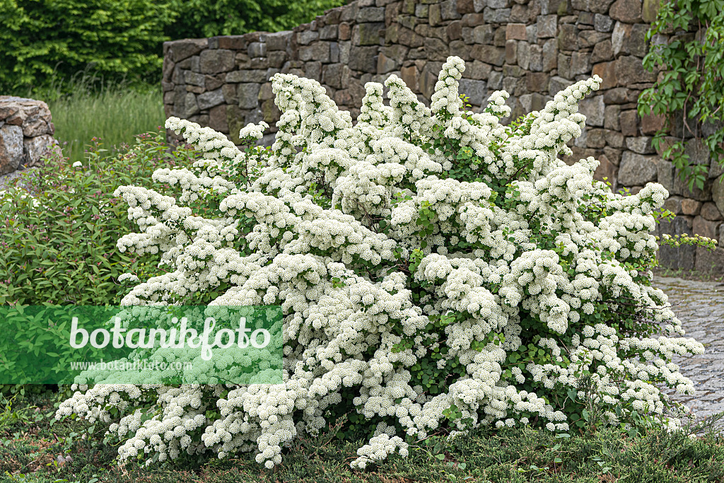 638352 - Japanese spiraea (Spiraea nipponica 'Snowmound')
