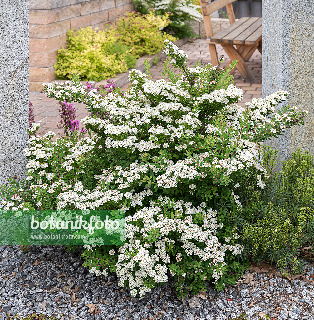 651533 - Japanese spiraea (Spiraea nipponica 'Snowmound')
