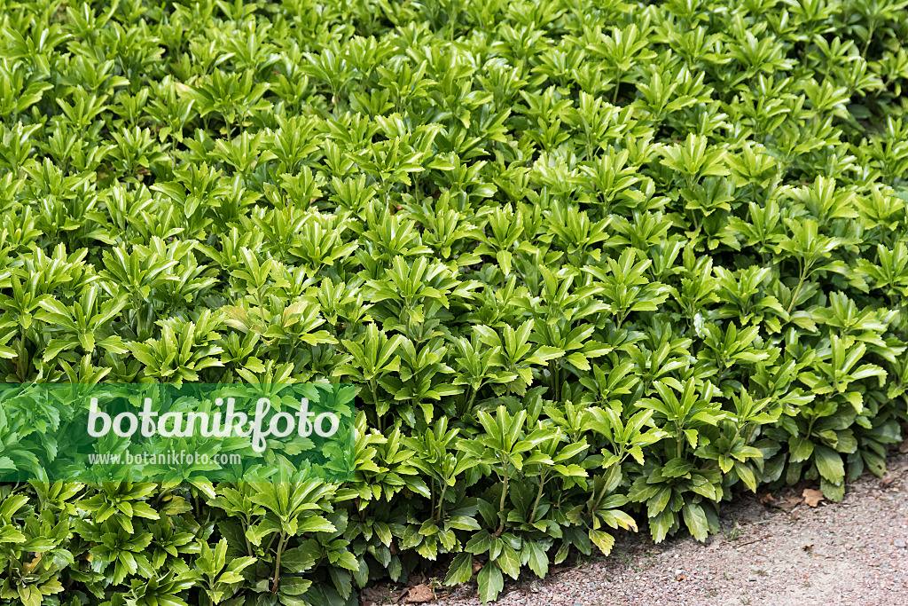651417 - Japanese spurge (Pachysandra terminalis)