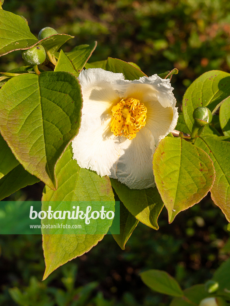 438292 - Japanese stewartia (Stewartia pseudocamellia)