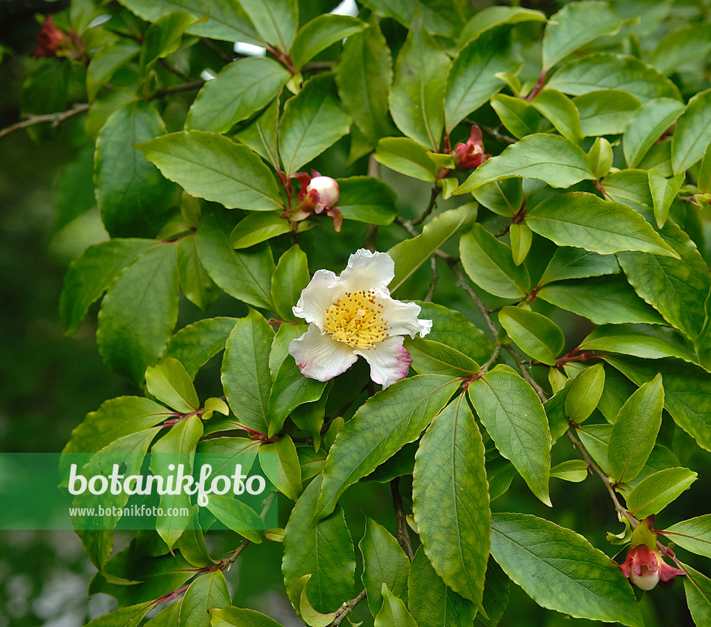 454097 - Japanese stewartia (Stewartia pseudocamellia)
