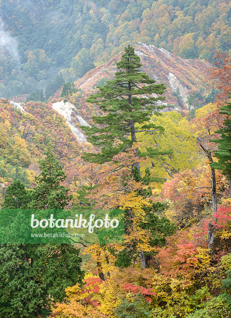 547223 - Japanese white pines (Pinus parviflora) and maples (Acer)