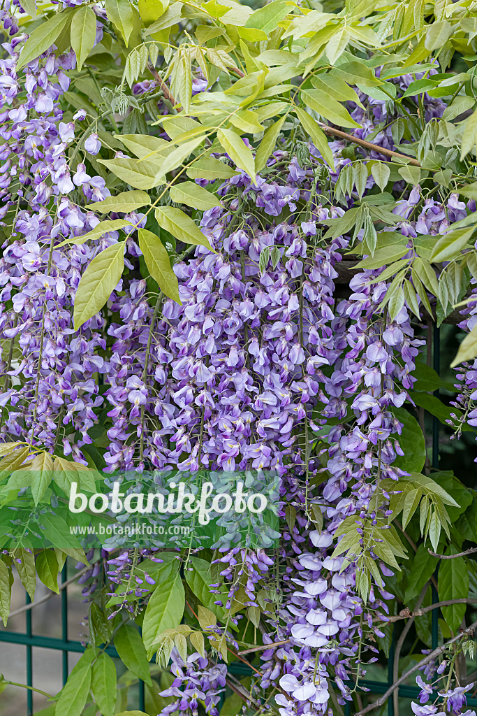 664477 - Japanese wisteria (Wisteria floribunda 'Multijuga')