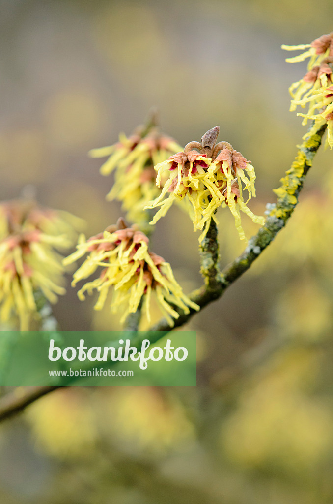 553053 - Japanese witch hazel (Hamamelis japonica 'Zuccariniana')