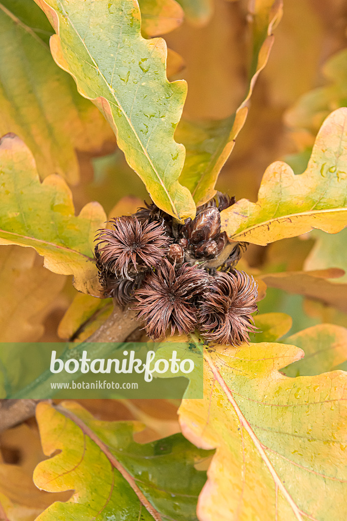 651456 - Japanische Kaisereiche (Quercus dentata 'Carl Ferris Miller')