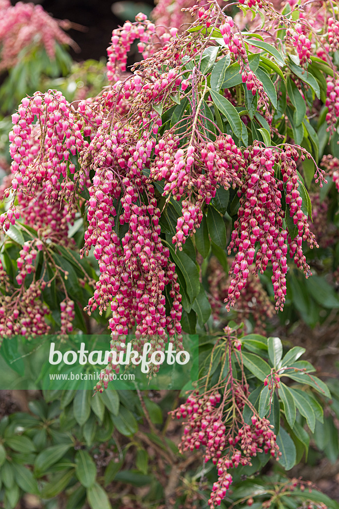 616284 - Japanische Lavendelheide (Pieris japonica 'Pink Passion')