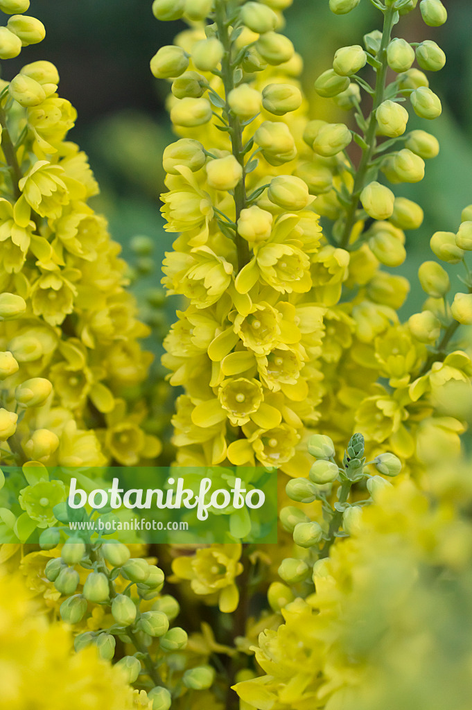 516021 - Japanische Mahonie (Mahonia japonica)