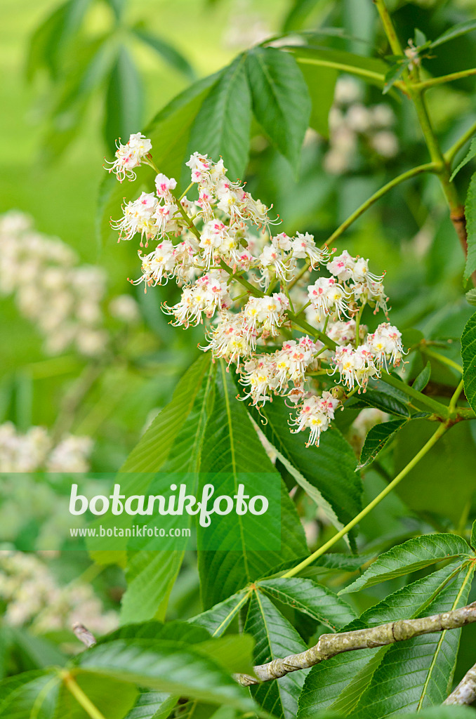 533296 - Japanische Rosskastanie (Aesculus turbinata)