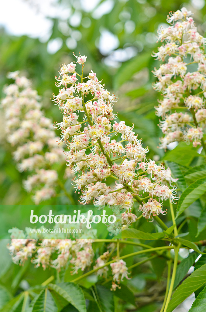 533298 - Japanische Rosskastanie (Aesculus turbinata)