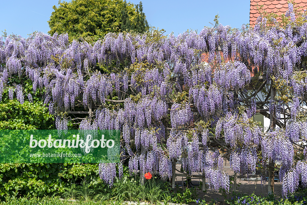 664478 - Japanischer Blauregen (Wisteria floribunda 'Multijuga')