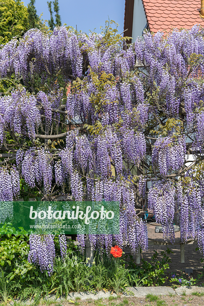 664479 - Japanischer Blauregen (Wisteria floribunda 'Multijuga')