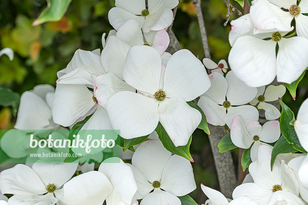 664092 - Japanischer Blütenhartriegel (Cornus kousa 'Venus')