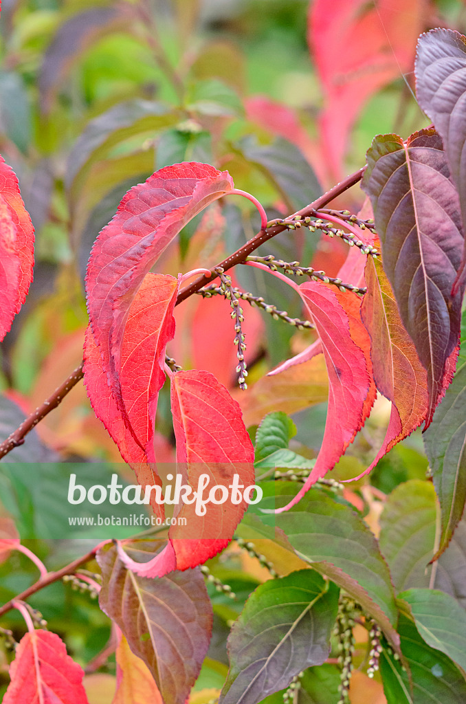 525376 - Japanischer Perlschweif (Stachyurus praecox)